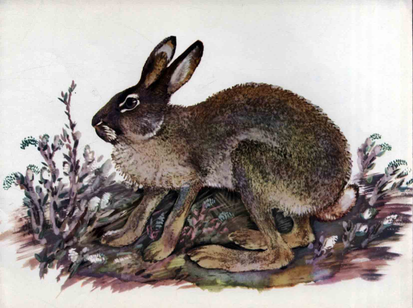 Рассказ про зайчонка. Заяц Чарушина. Чарушин иллюстрации заяц. Е Чарушин заяц.